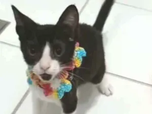 Gato raça srd frajolinha  idade 2 a 6 meses nome BETHÂNIA 