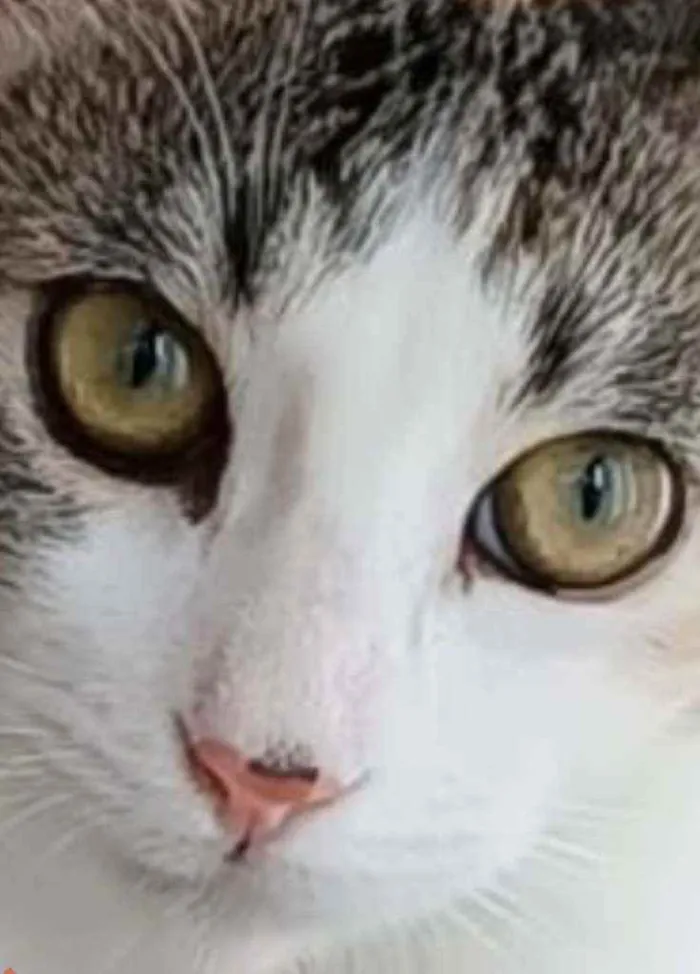 Gato raça srd tricolor idade 2 a 6 meses nome ** M E L **