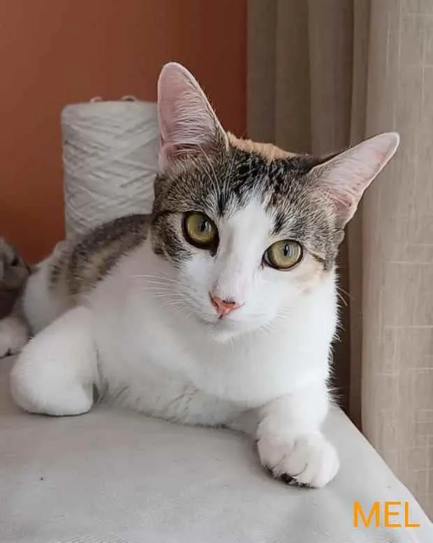 Gato raça srd tricolor idade 2 a 6 meses nome ** M E L **
