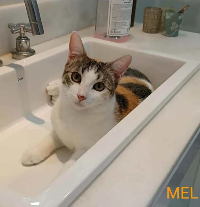 Gato raça srd tricolor idade 2 a 6 meses nome ** M E L **
