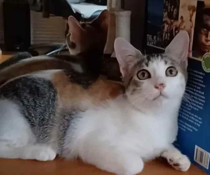 Gato raça srd tricolor idade 2 a 6 meses nome ** M E L **