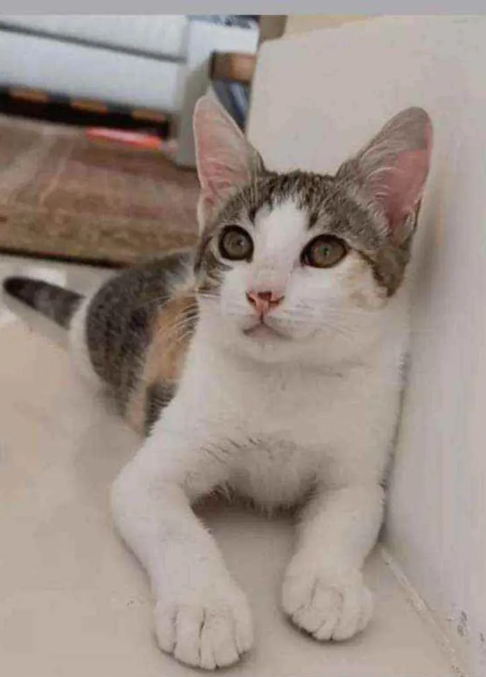 Gato raça srd tricolor idade 2 a 6 meses nome ** M E L **