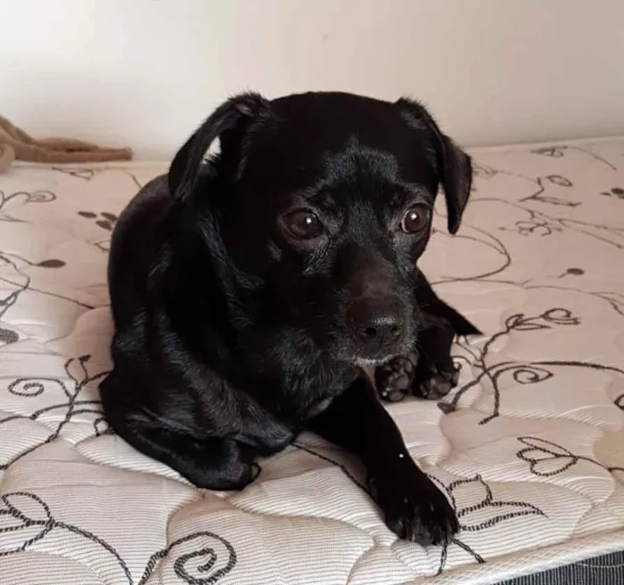 Cachorro raça Não definida idade 5 anos nome Thor