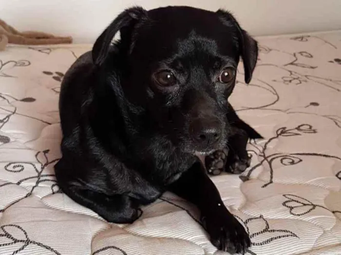 Cachorro raça Não definida idade 5 anos nome Thor