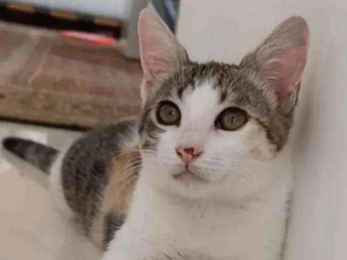 Gato raça srd tricolor idade 2 a 6 meses nome ** M E L **