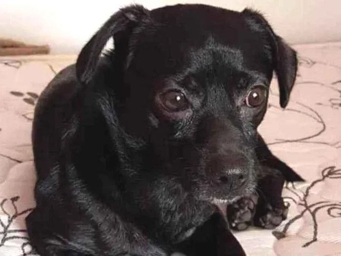 Cachorro raça Não definida idade 5 anos nome Thor