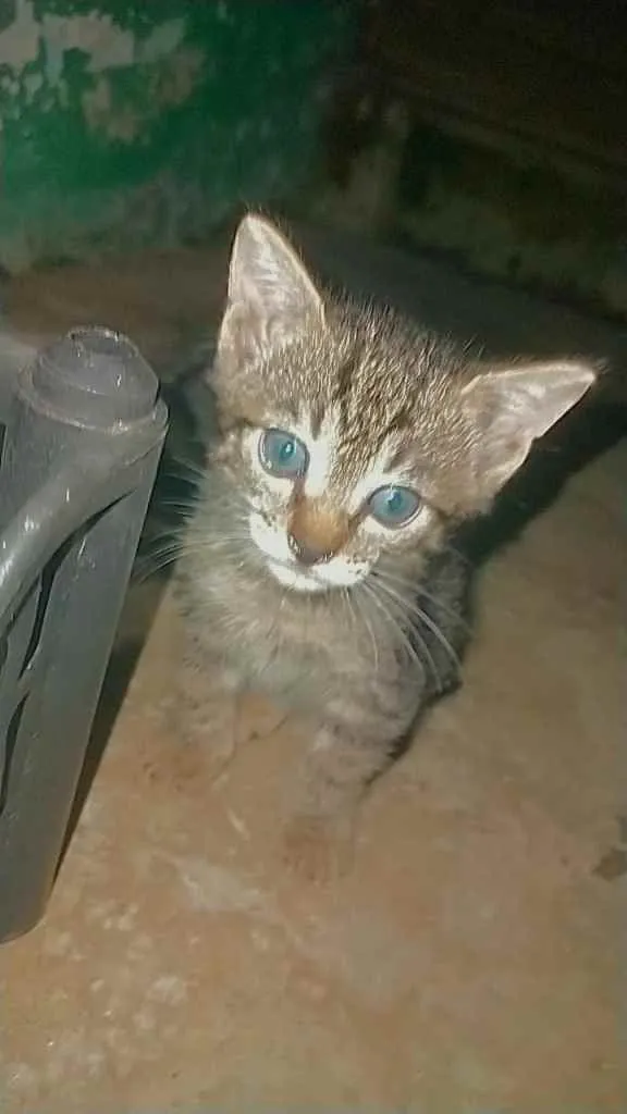 Gato ra a  idade Abaixo de 2 meses nome NÃO TEM