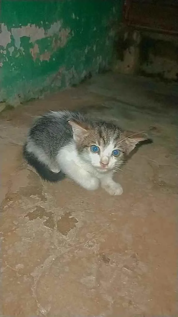 Gato ra a  idade Abaixo de 2 meses nome NÃO TEM