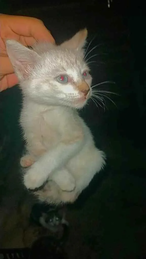 Gato ra a  idade Abaixo de 2 meses nome NÃO TEM