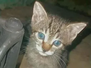 Gato raça  idade Abaixo de 2 meses nome NÃO TEM