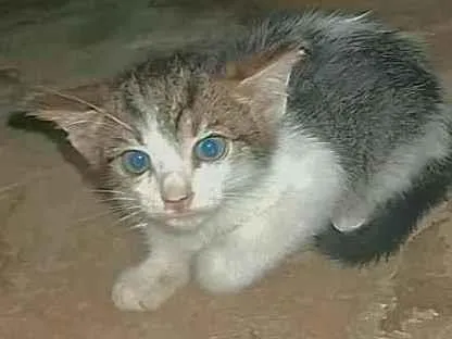 Gato ra a  idade Abaixo de 2 meses nome NÃO TEM