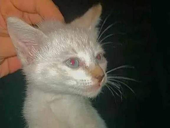 Gato ra a  idade Abaixo de 2 meses nome NÃO TEM