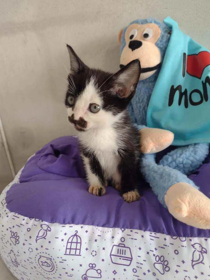 Gato raça Srd idade Abaixo de 2 meses nome Chuvisco