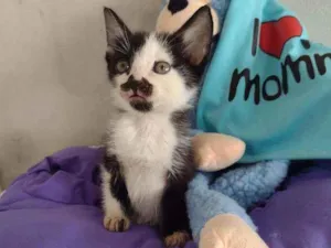 Gato raça Srd idade Abaixo de 2 meses nome Chuvisco