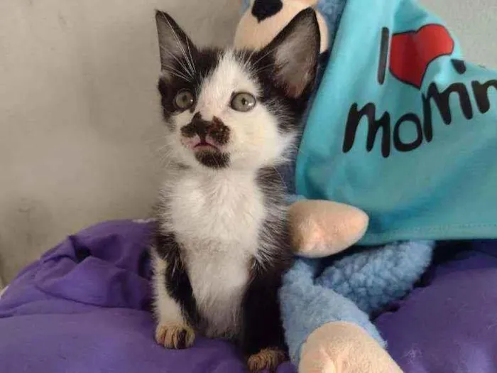 Gato raça Srd idade Abaixo de 2 meses nome Chuvisco