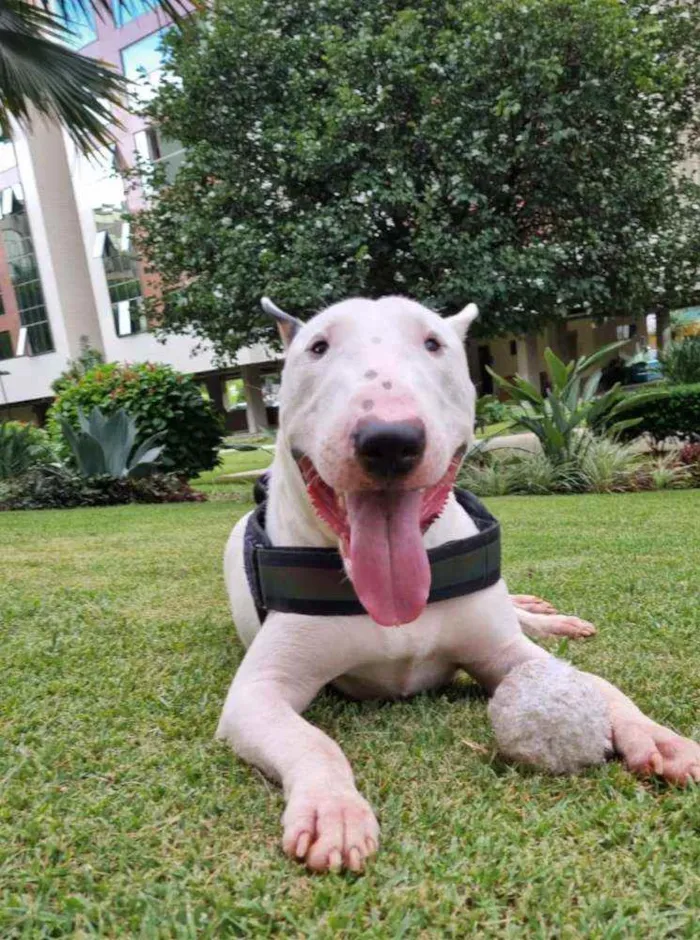 Cachorro ra a Bull Terriee idade 1 ano nome Björn