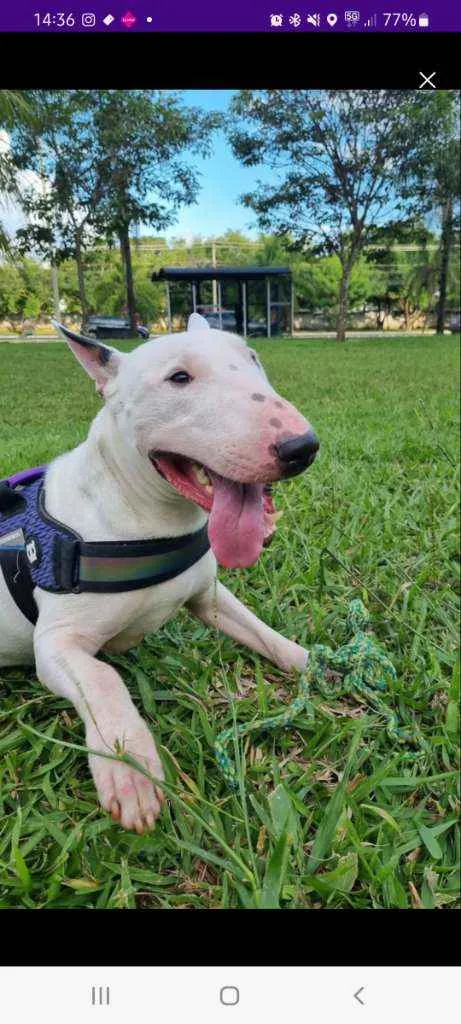 Cachorro ra a Bull Terriee idade 1 ano nome Björn