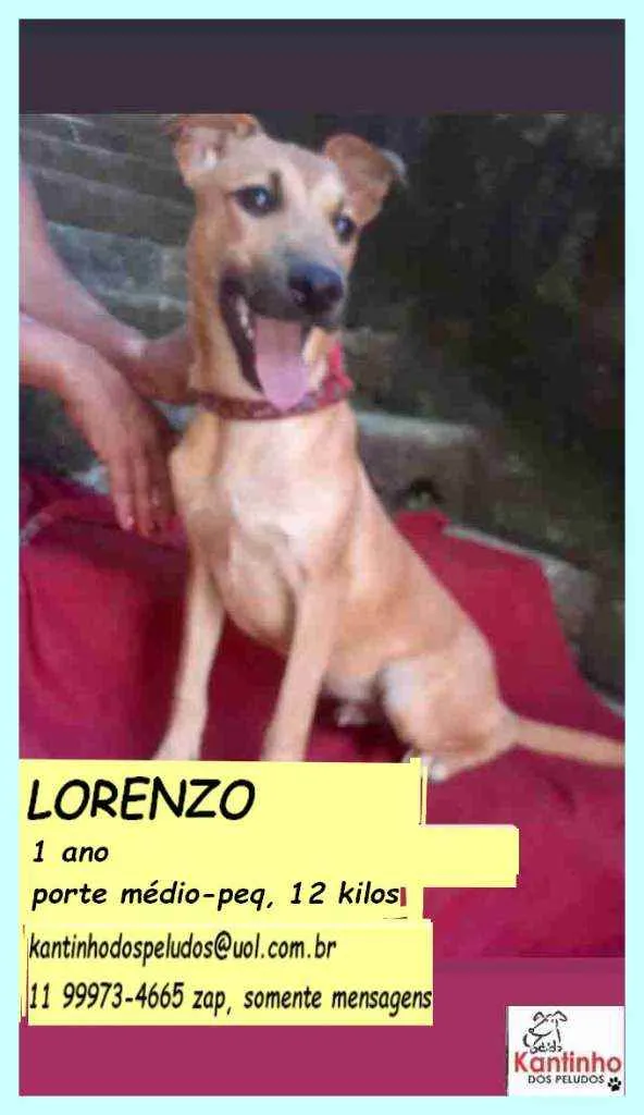 Cachorro ra a SRD idade 1 ano nome Lorenzzo