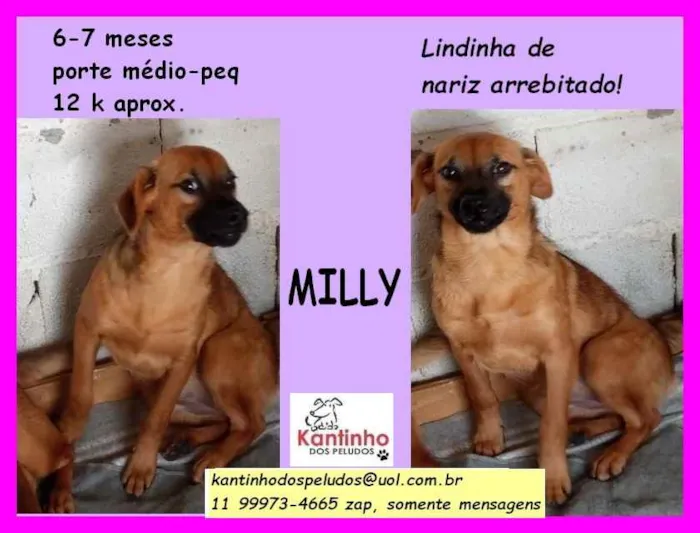 Cachorro ra a SRD idade 2 a 6 meses nome Milly