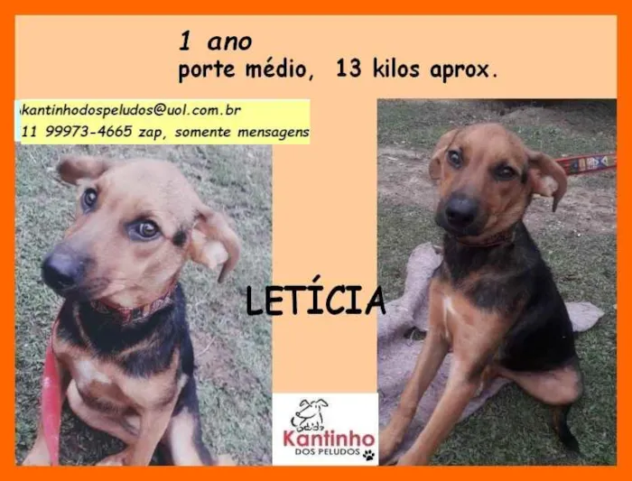 Cachorro ra a SRD idade 1 ano nome Leticia