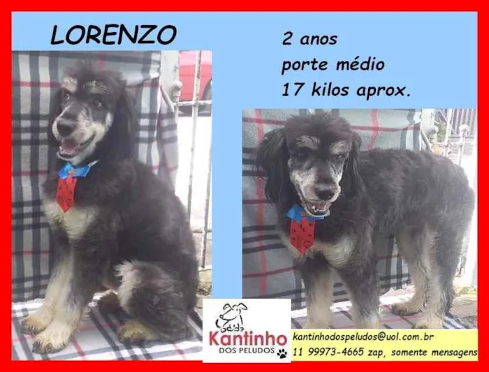 Cachorro raça SRD idade 2 anos nome Lorenzo