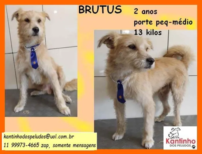 Cachorro ra a SRD idade 2 anos nome Brutus