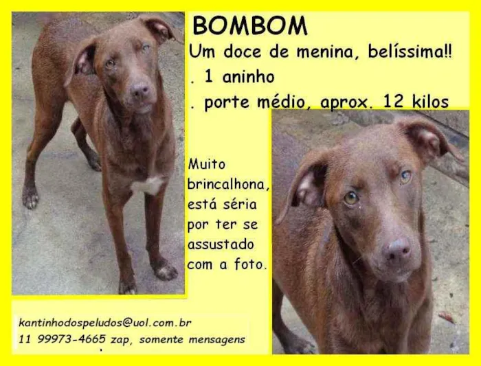 Cachorro raça SRD idade 1 ano nome Bombomm