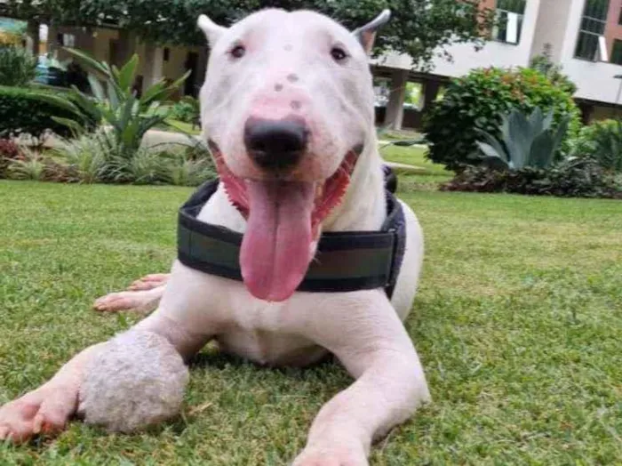 Cachorro ra a Bull Terriee idade 1 ano nome Björn