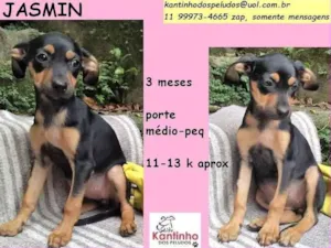 Cachorro raça SRD idade 2 a 6 meses nome Jasminn