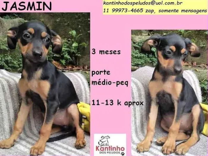 Cachorro raça SRD idade 2 a 6 meses nome Jasminn