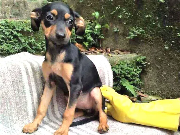 Cachorro raça SRD idade 2 a 6 meses nome Jasminn