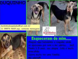 Cachorro raça SRD idade 1 ano nome Duquinho