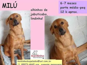 Cachorro raça SRD idade 7 a 11 meses nome Débora