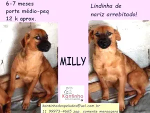 Cachorro raça SRD idade 2 a 6 meses nome Milly