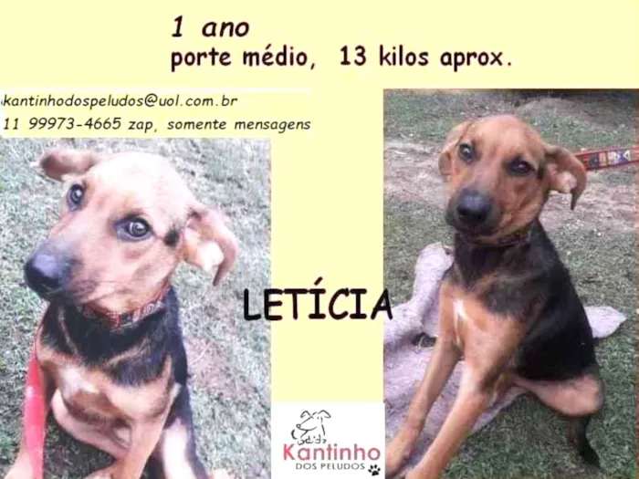 Cachorro ra a SRD idade 1 ano nome Leticia