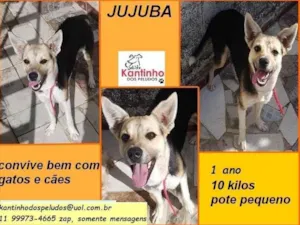 Cachorro raça SRD idade 1 ano nome Jujuba