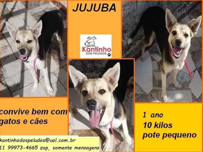 Cachorro ra a SRD idade 1 ano nome Jujuba