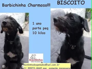 Cachorro raça SRD idade 1 ano nome Biscoito