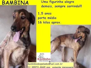 Cachorro raça SRD idade 1 ano nome Bambina