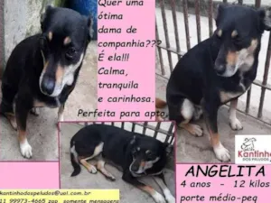 Cachorro raça SRD idade 4 anos nome Angelita