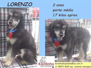 Cachorro raça SRD idade 2 anos nome Lorenzo