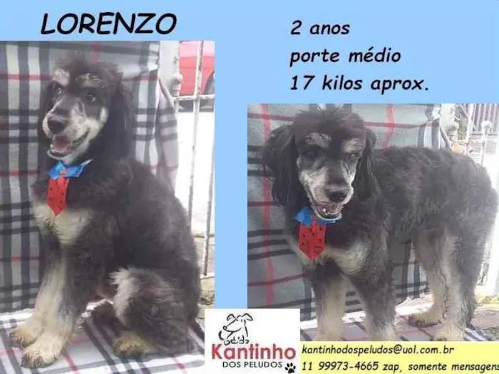 Cachorro raça SRD idade 2 anos nome Lorenzo