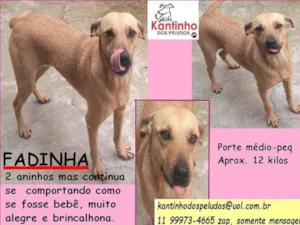 Cachorro raça SRD idade 2 anos nome Fadinha