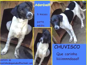 Cachorro raça SRD idade 2 a 6 meses nome Chuvisco