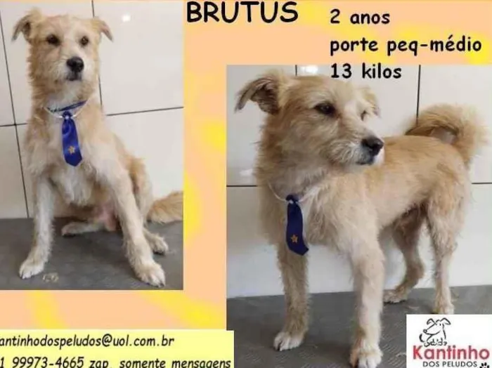 Cachorro ra a SRD idade 2 anos nome Brutus
