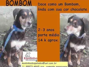 Cachorro raça SRD idade 2 anos nome Bombom