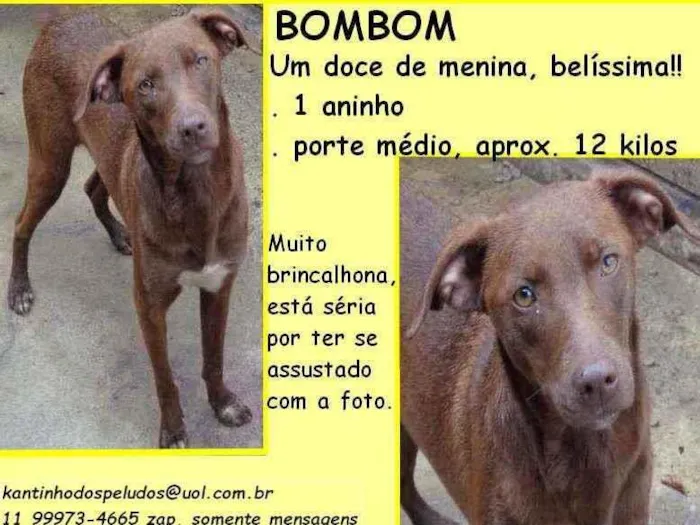 Cachorro raça SRD idade 1 ano nome Bombomm