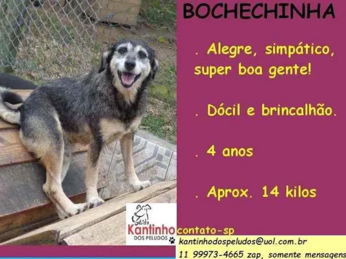 Cachorro ra a SRD idade 4 anos nome Bochechinha
