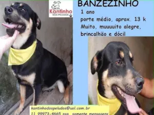 Cachorro raça SRD idade 1 ano nome Banzezinho