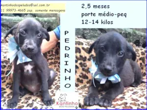 Cachorro raça SRD idade 2 a 6 meses nome Pedrinho